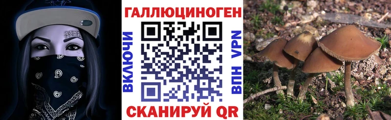 Купить  Вичуга  Галлюциногенные грибы Psilocybe 